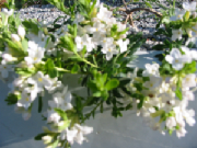 104-0498_img.jpg