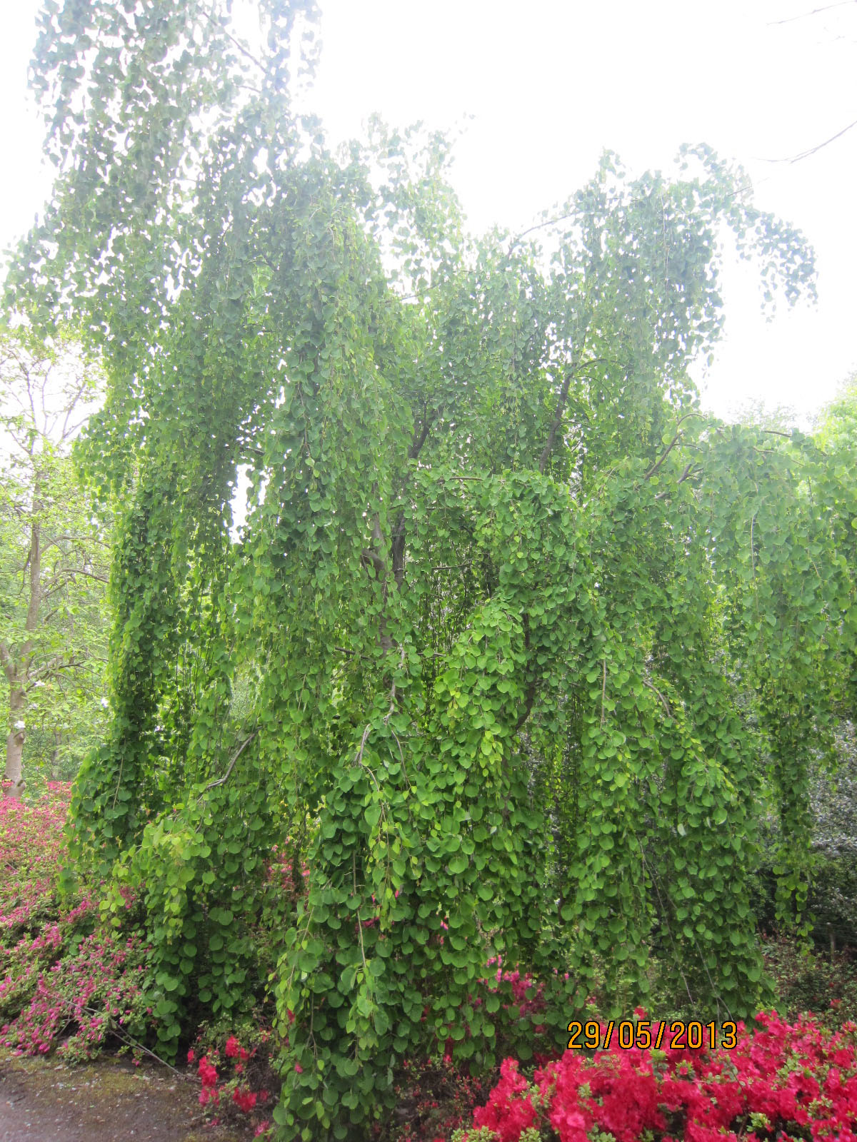 Cercidiphyllumweeping.jpg