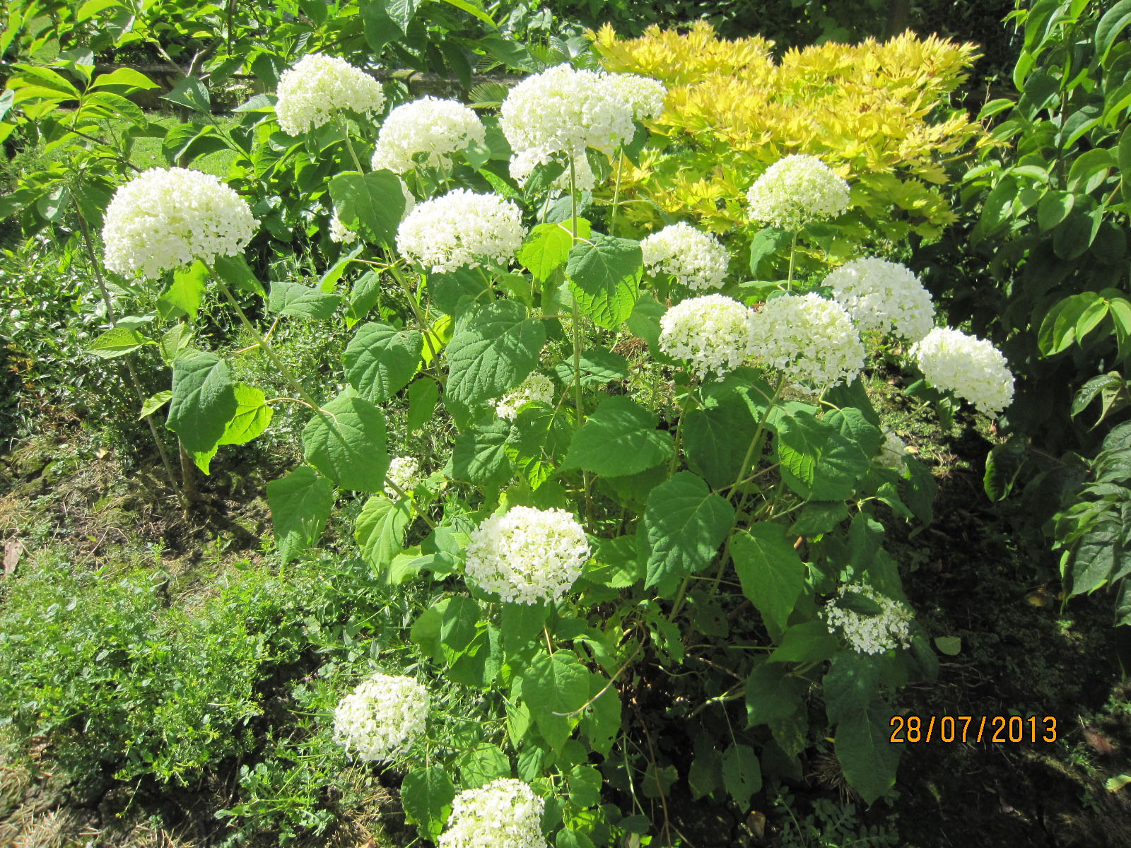 Hydrangeaannabelle.jpg