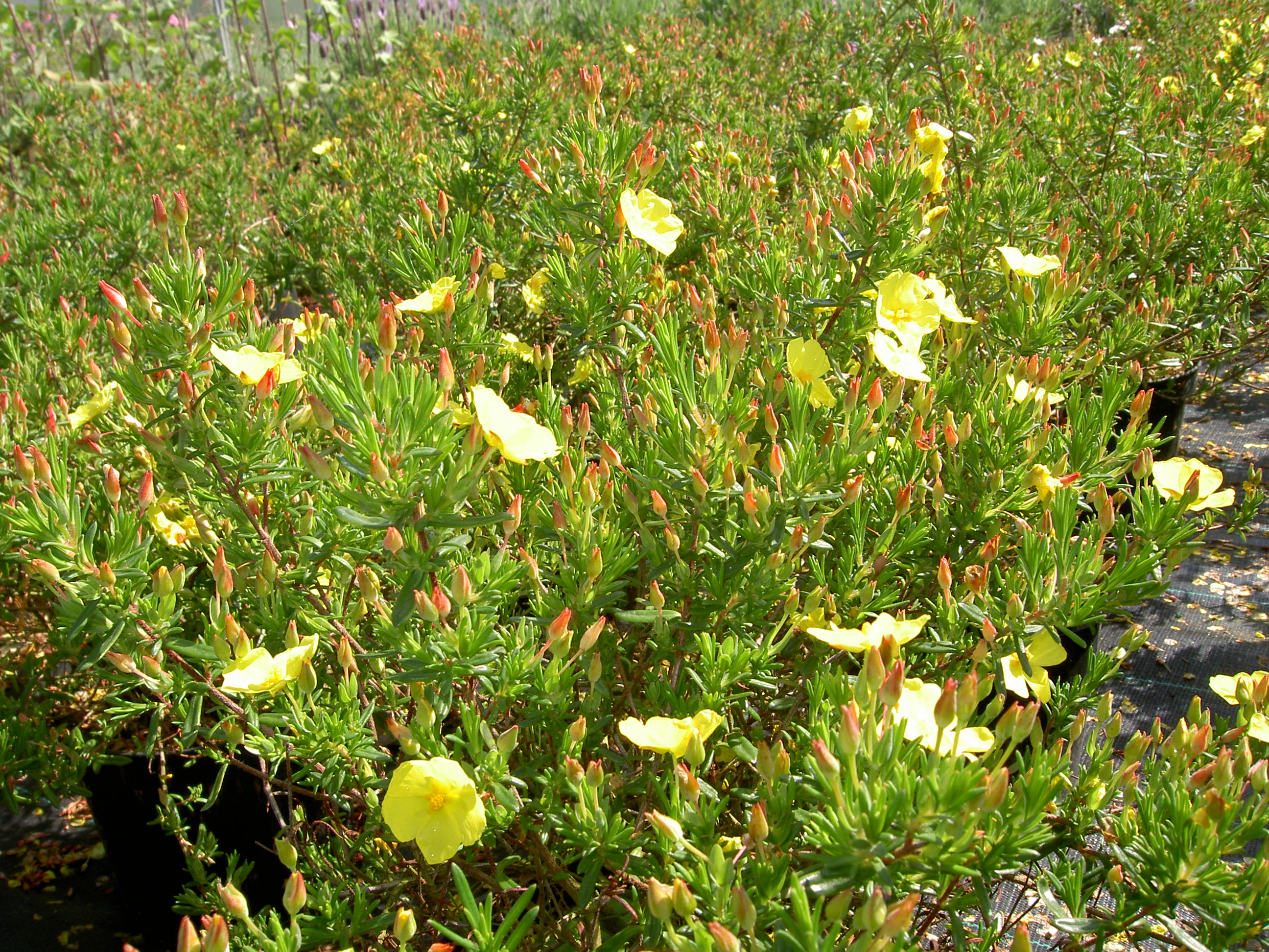 PICT0242.JPG