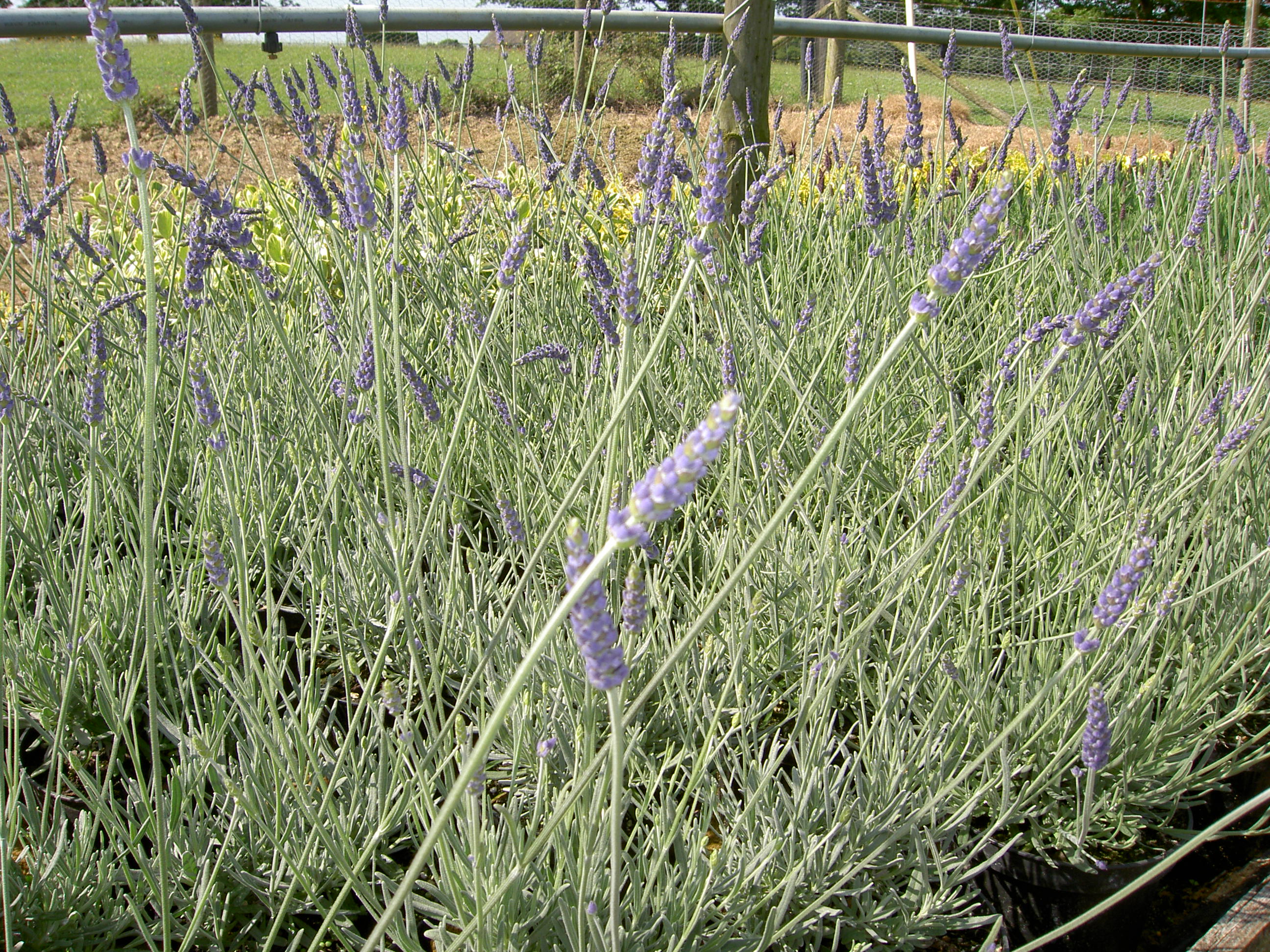 PICT0248.JPG