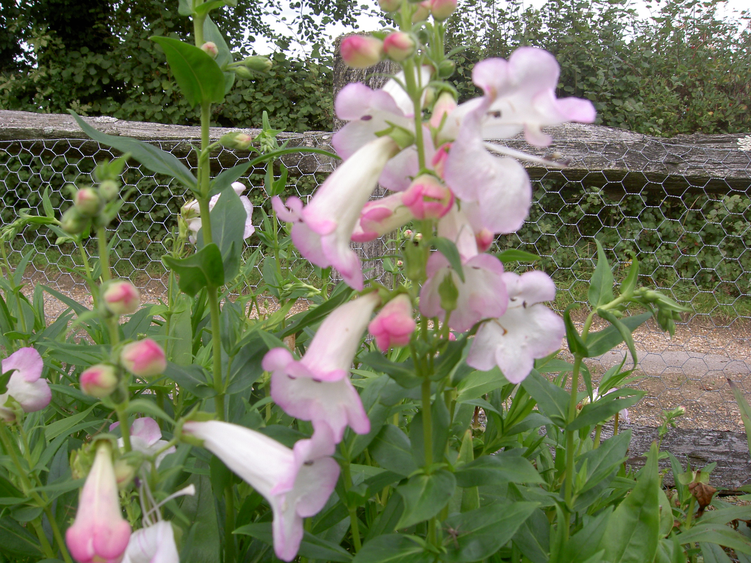 PICT0394.JPG