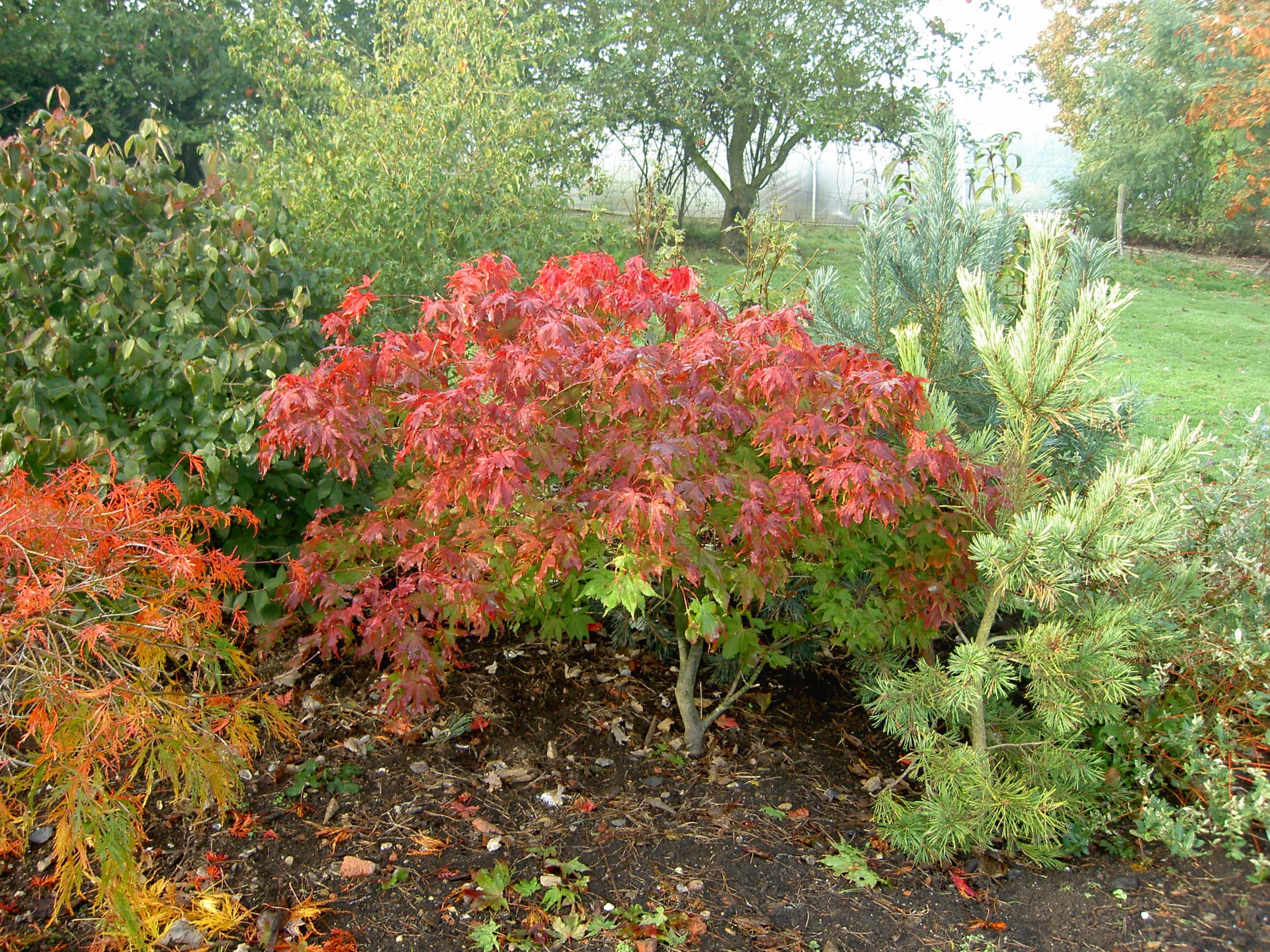 acer palmatum osakazuki