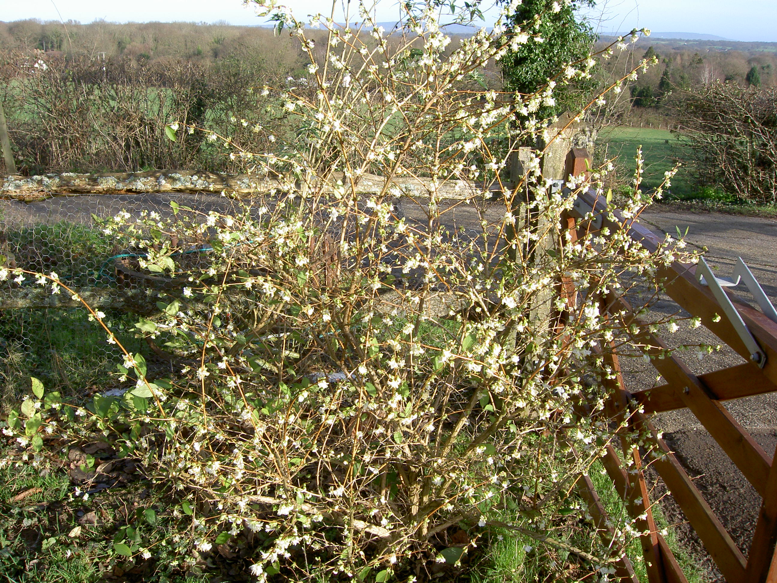 Feltabulous Winter Plants
