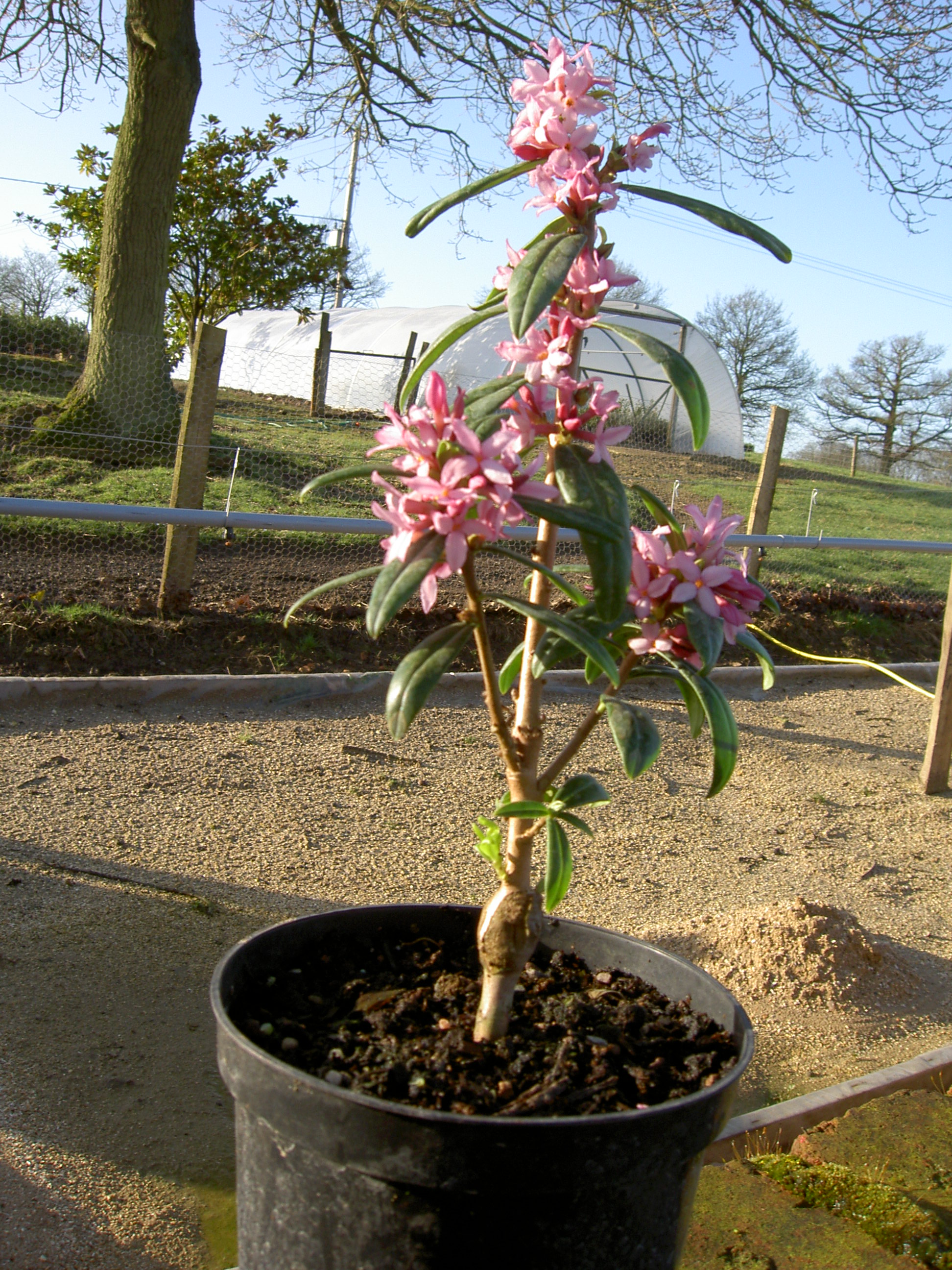 PICT1132.JPG