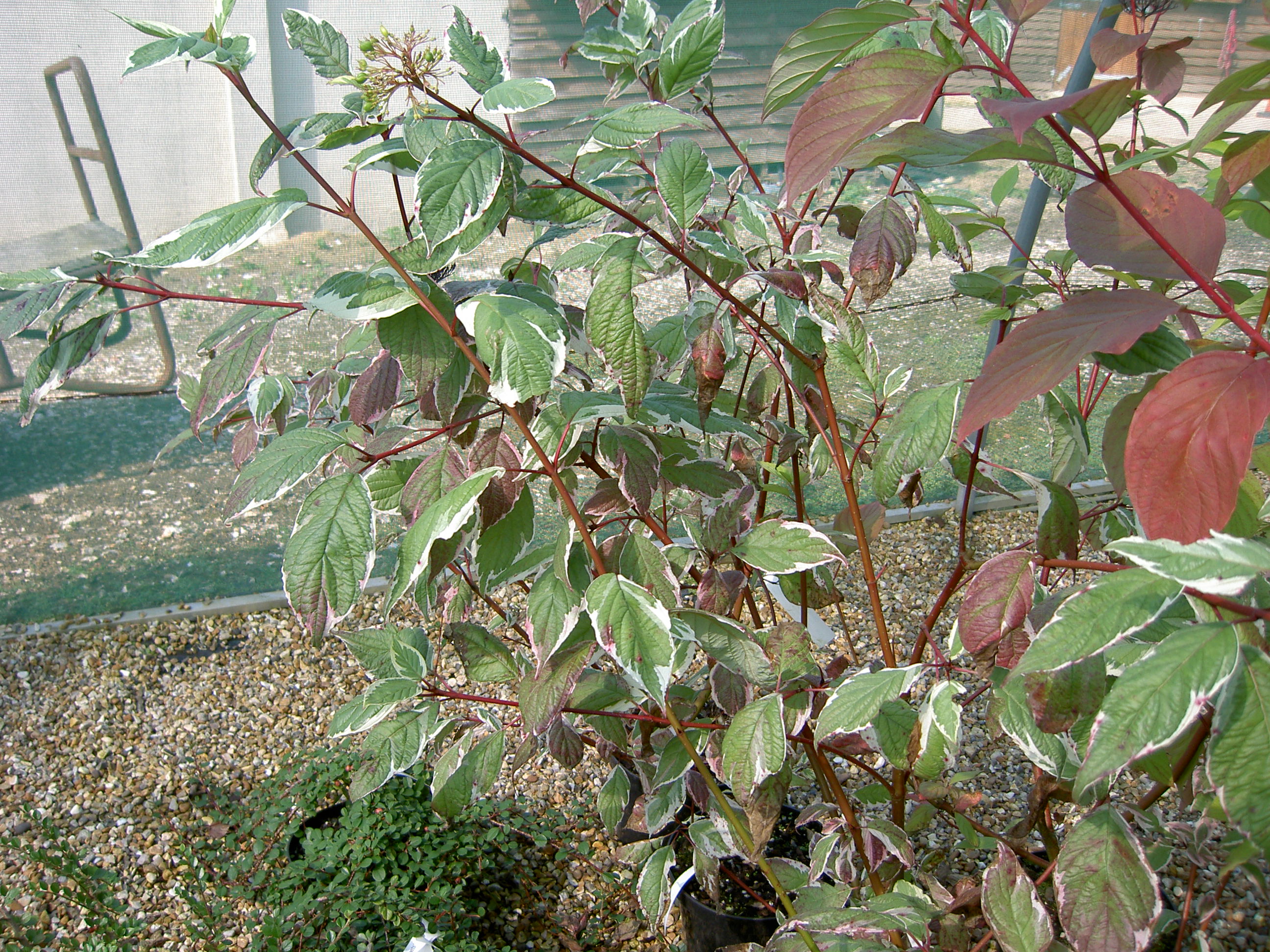 PICT1272.JPG