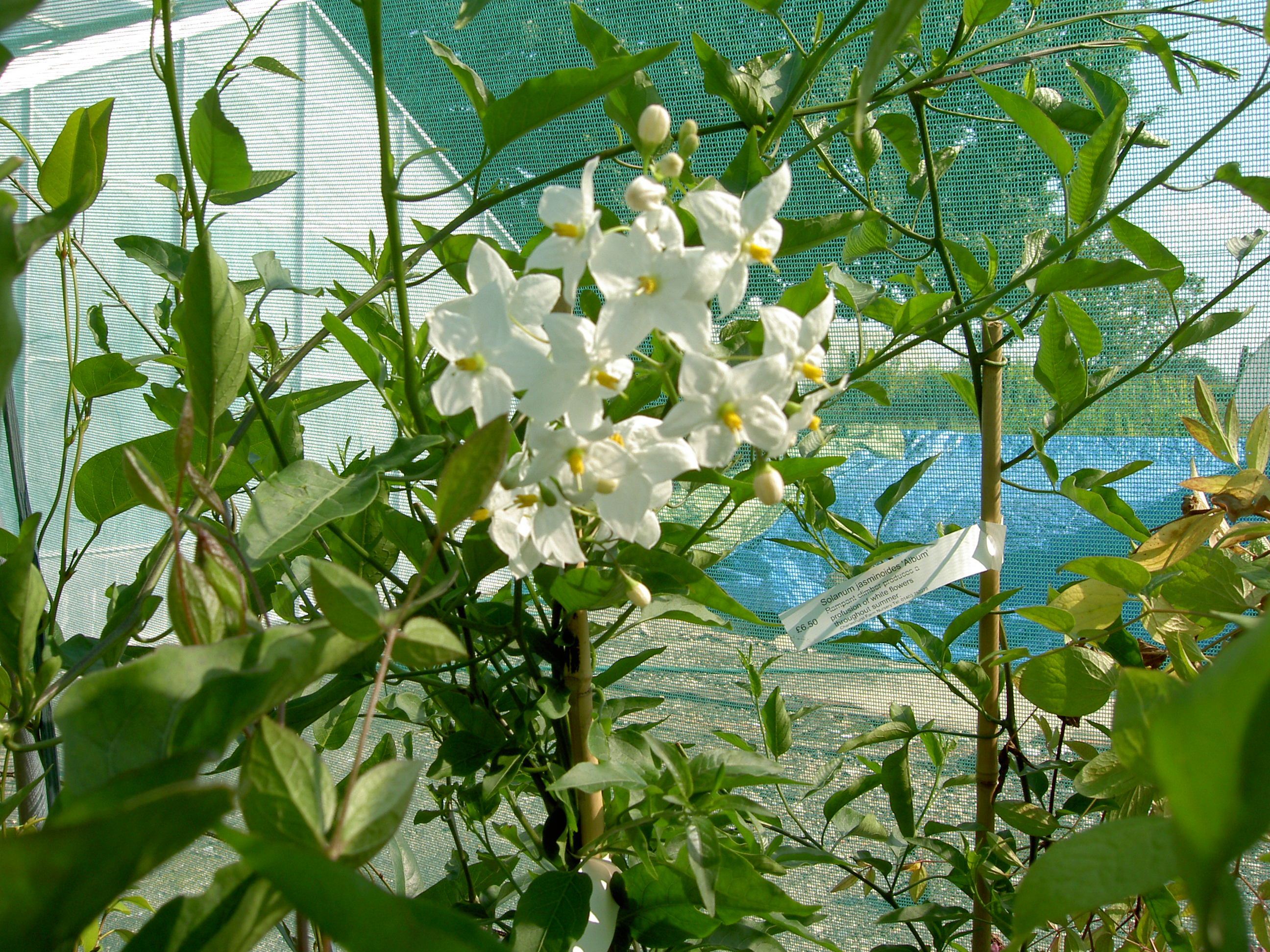 Climbing Plants With Flowers Uk / 24 Best Vines for Containers