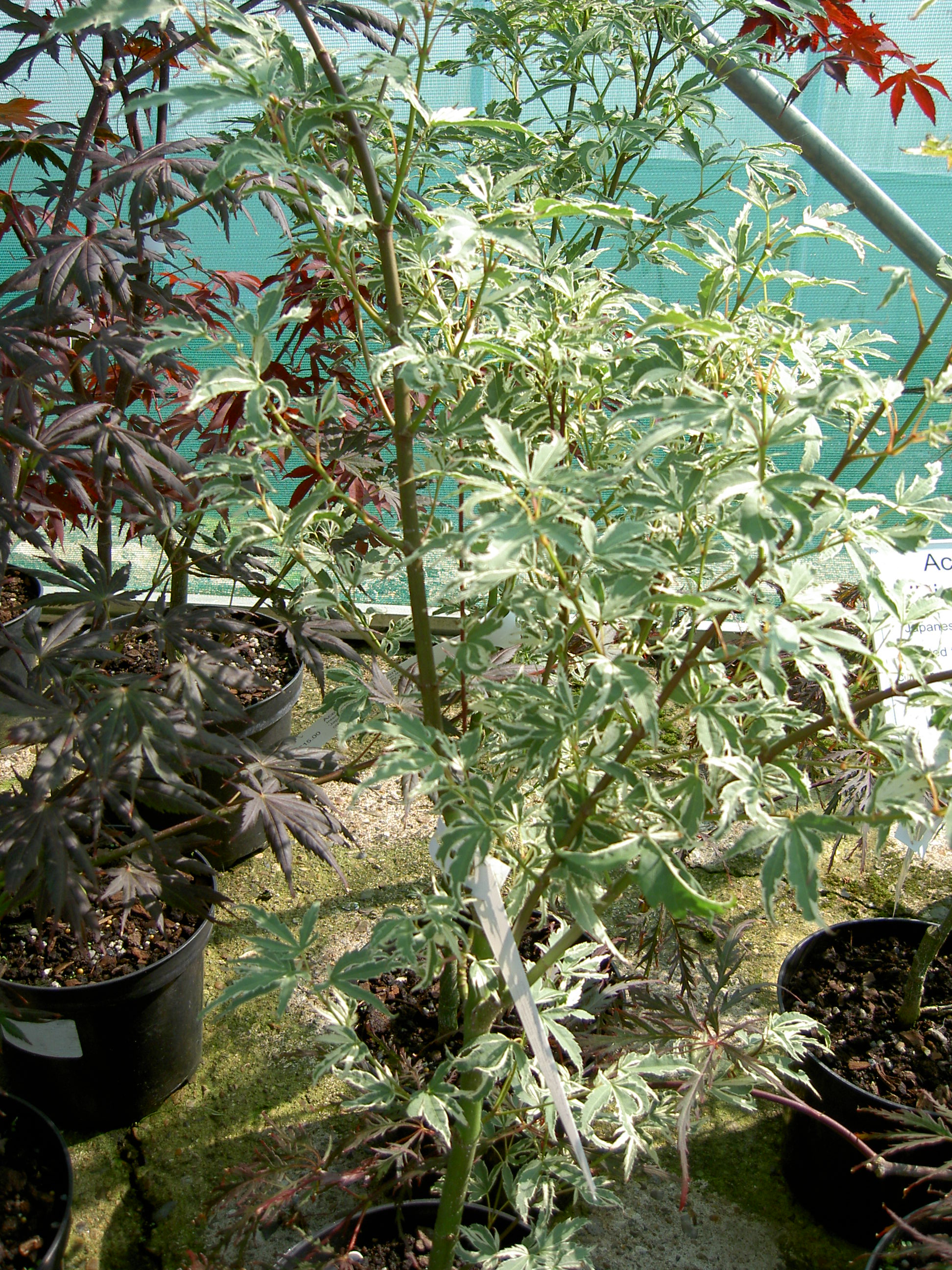PICT1279.JPG