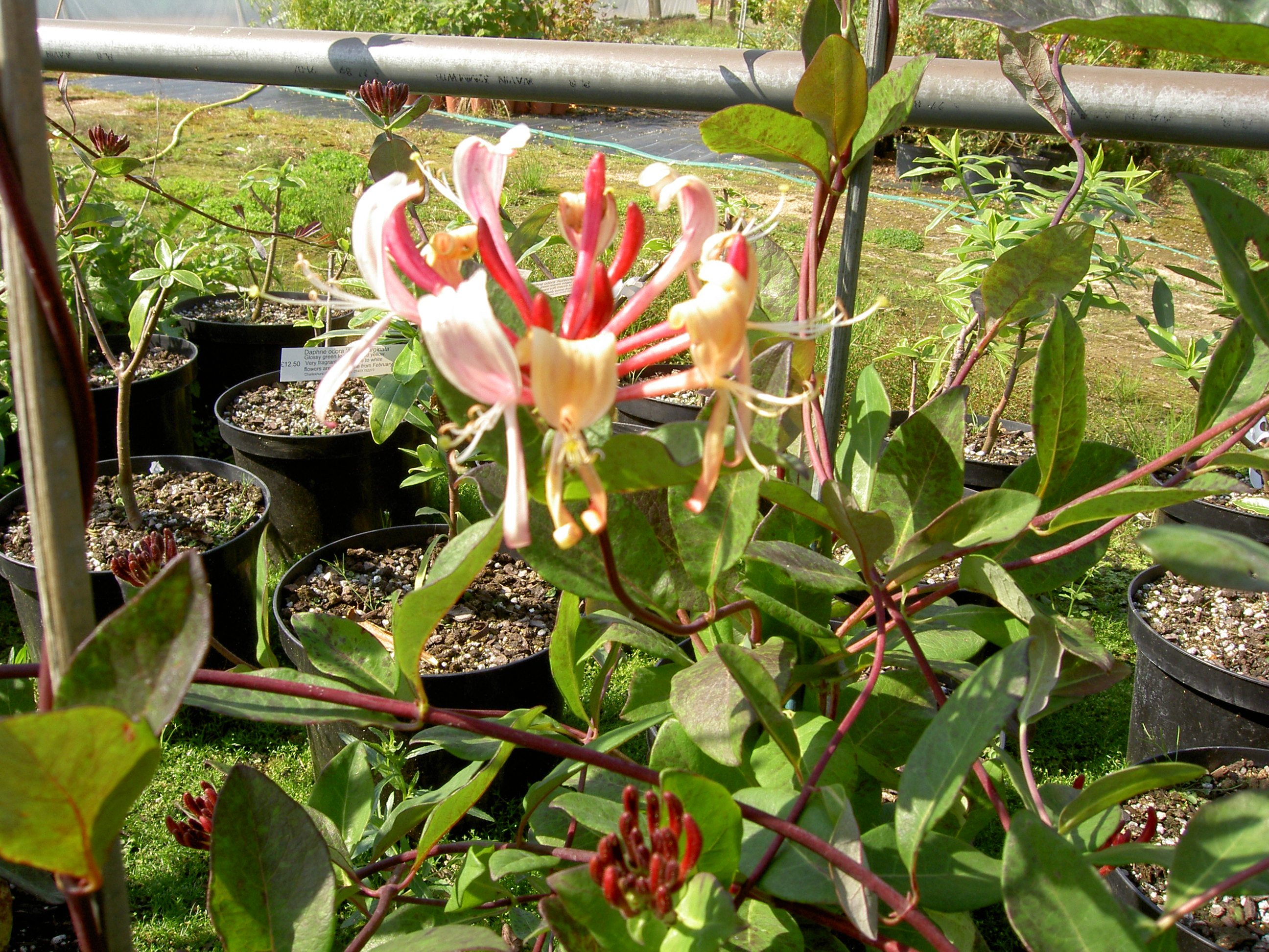 PICT1286.JPG