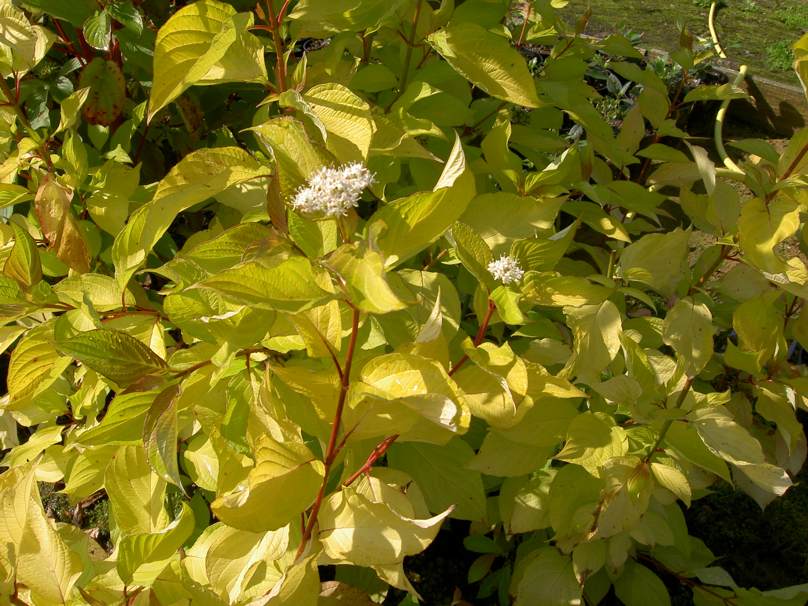 PICT1287.JPG