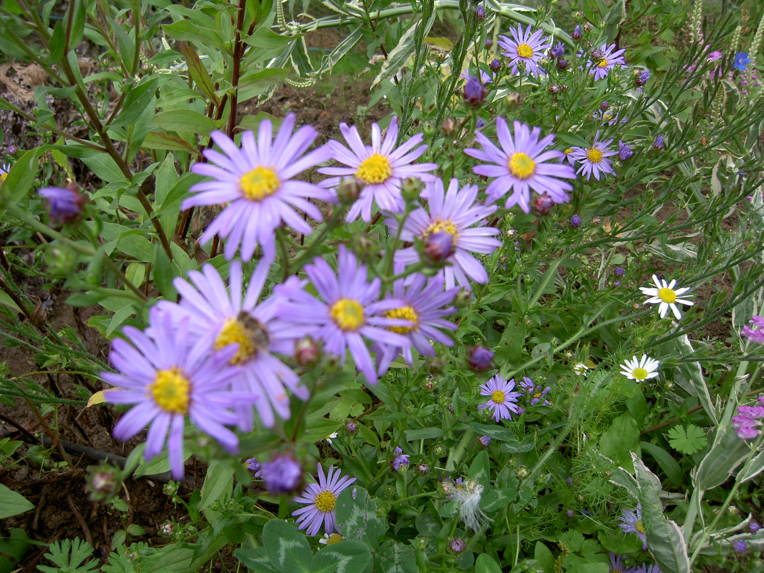 PICT1309.JPG
