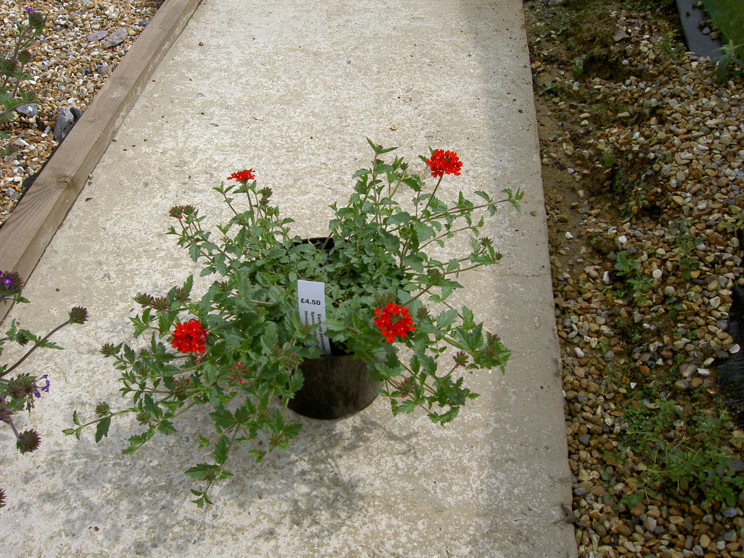 PICT1591.JPG