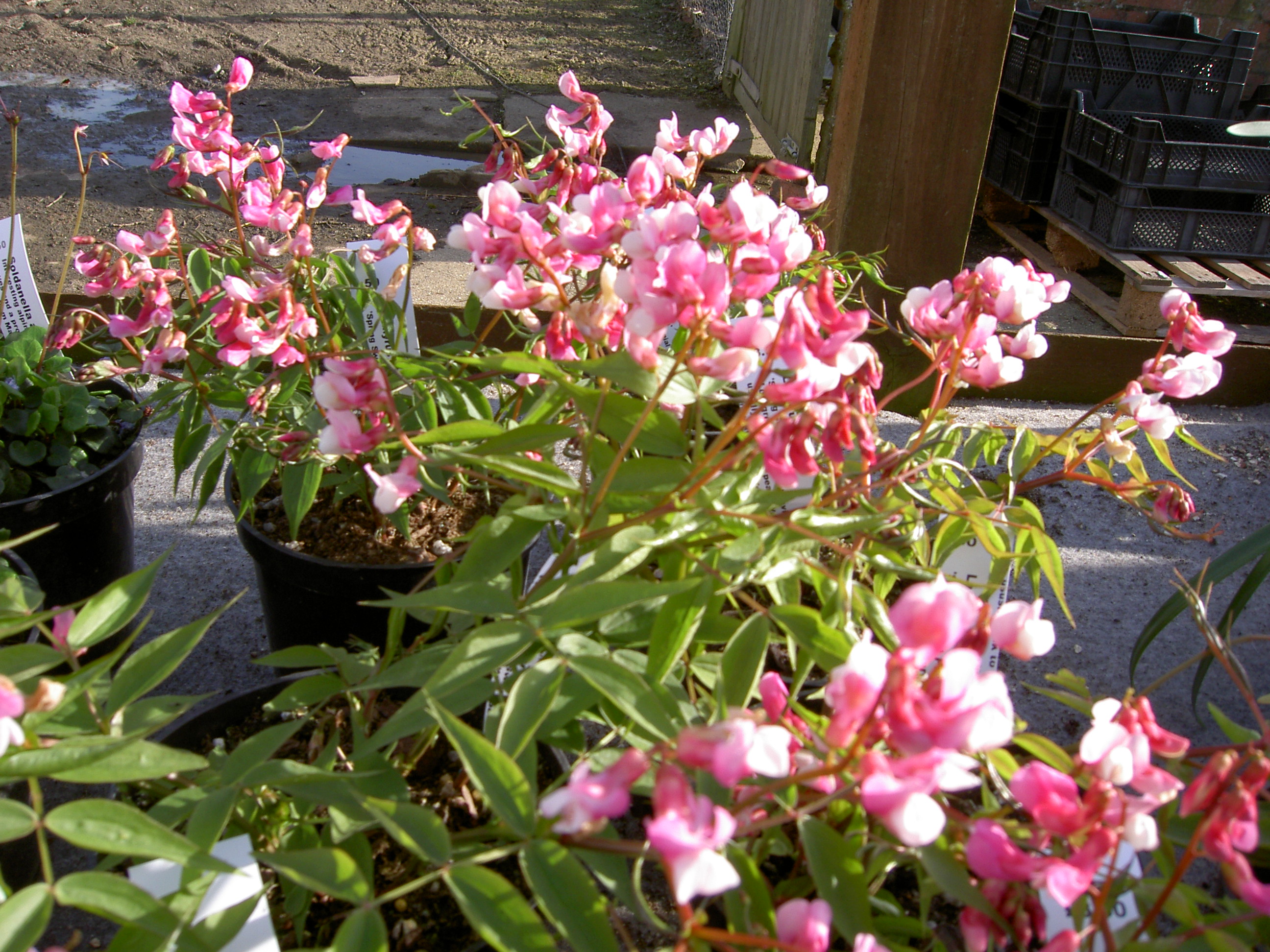 PICT1919.JPG
