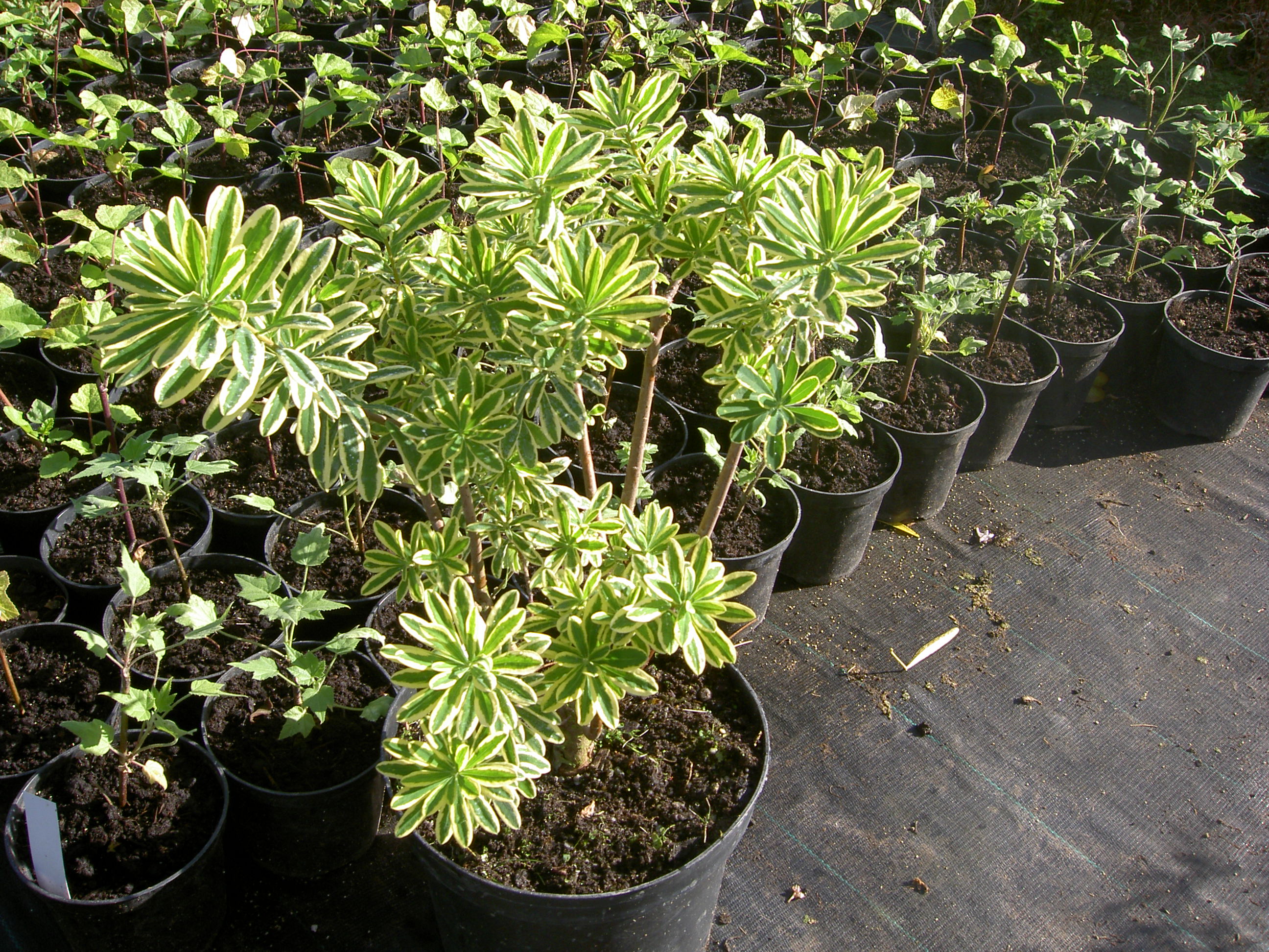 PICT2091.JPG