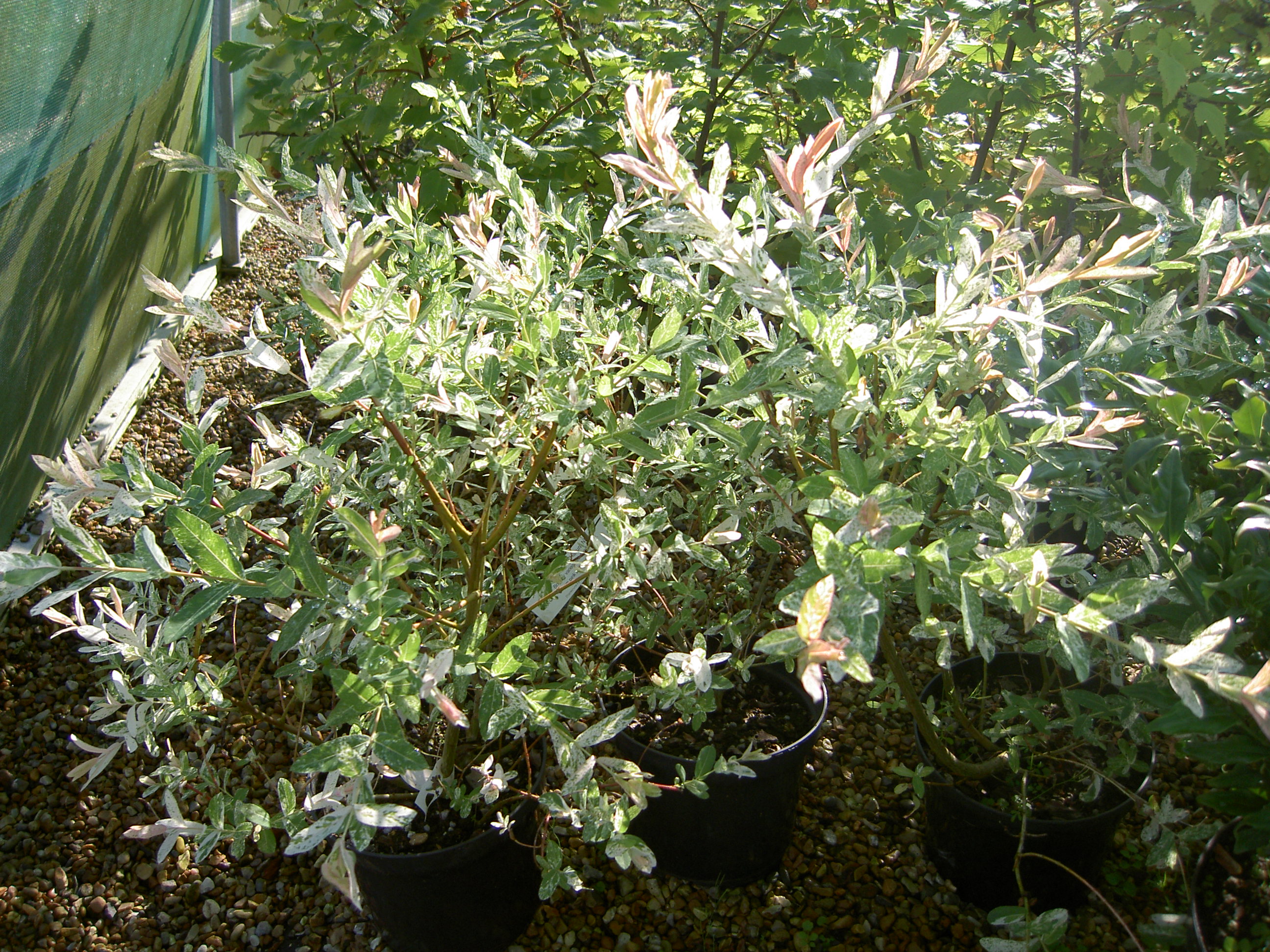 PICT2092.JPG