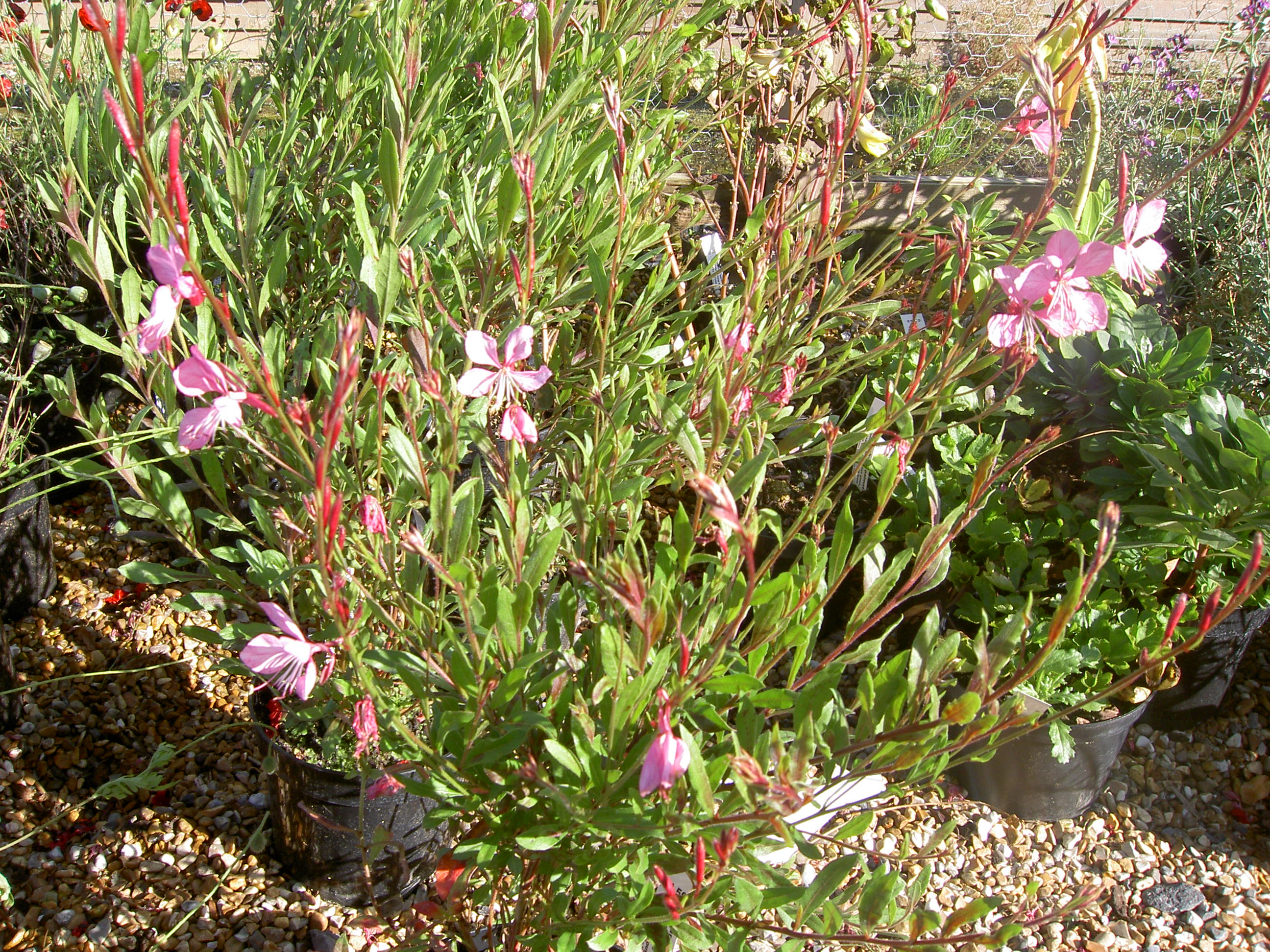 PICT2093.JPG