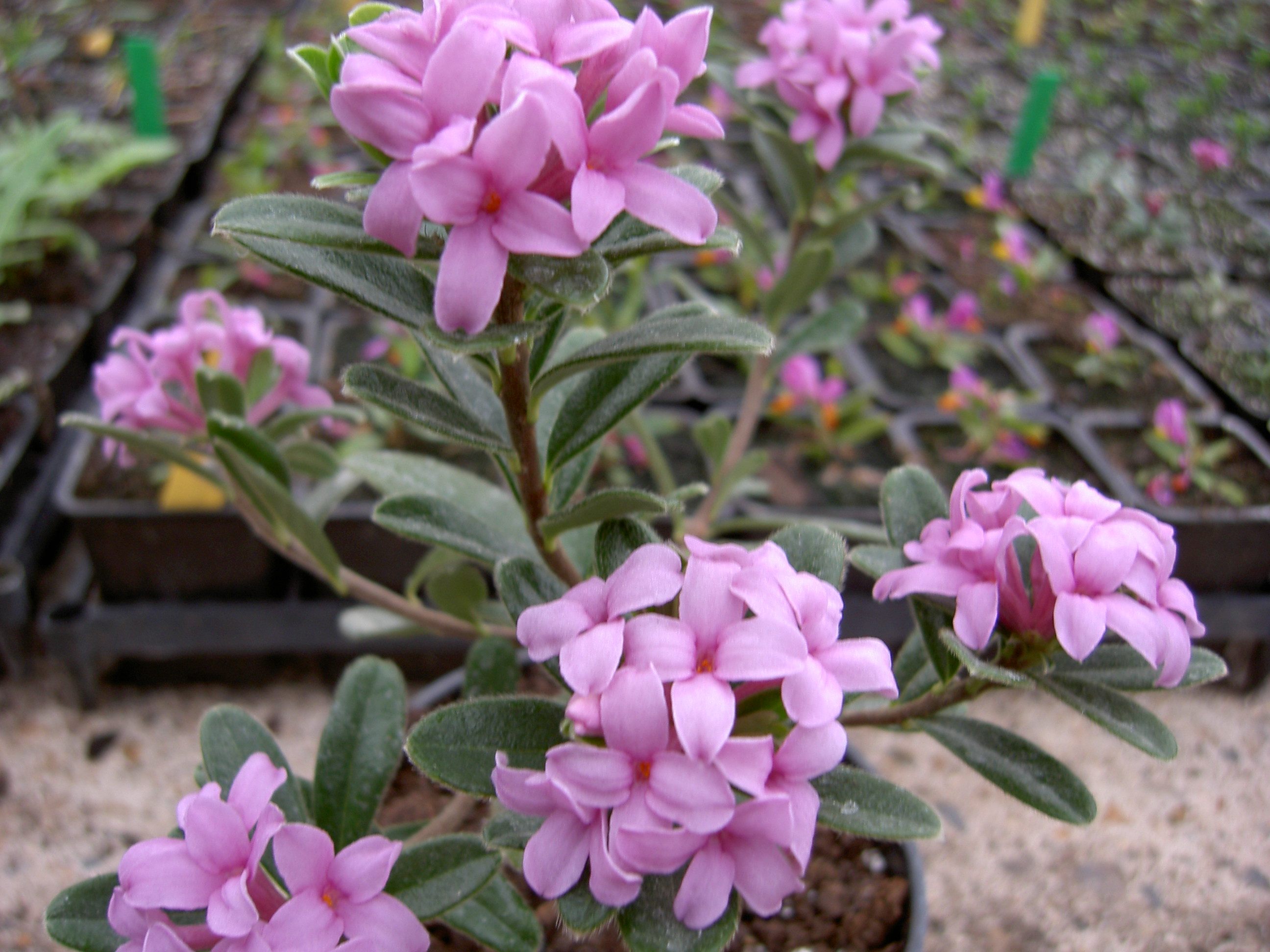 pict0101.jpg