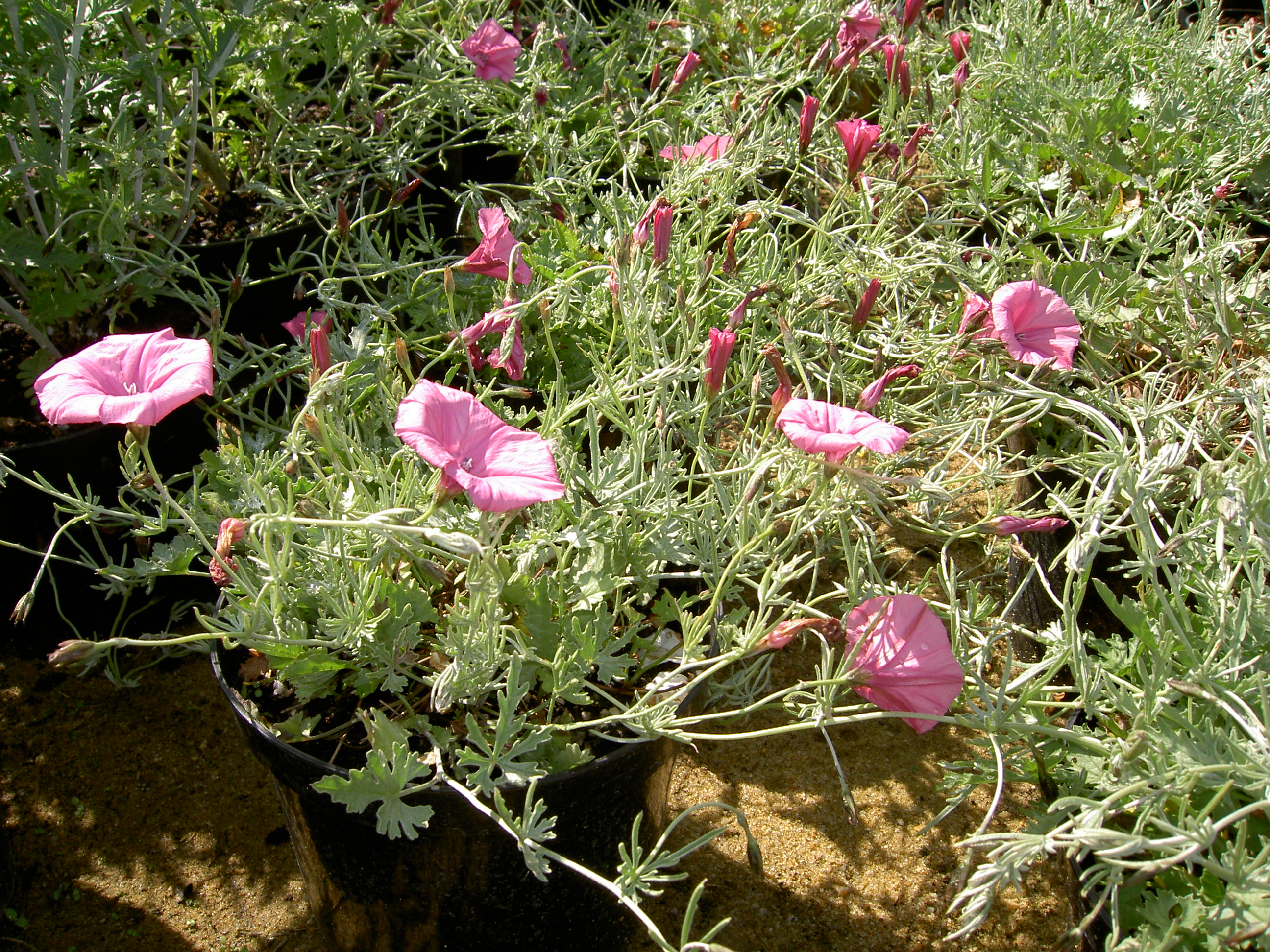 pict0229.jpg