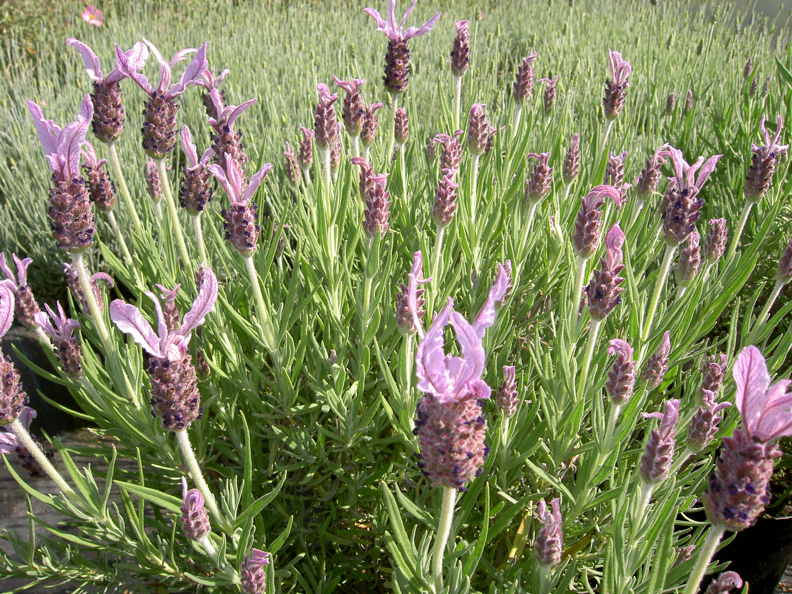 pict0233.jpg