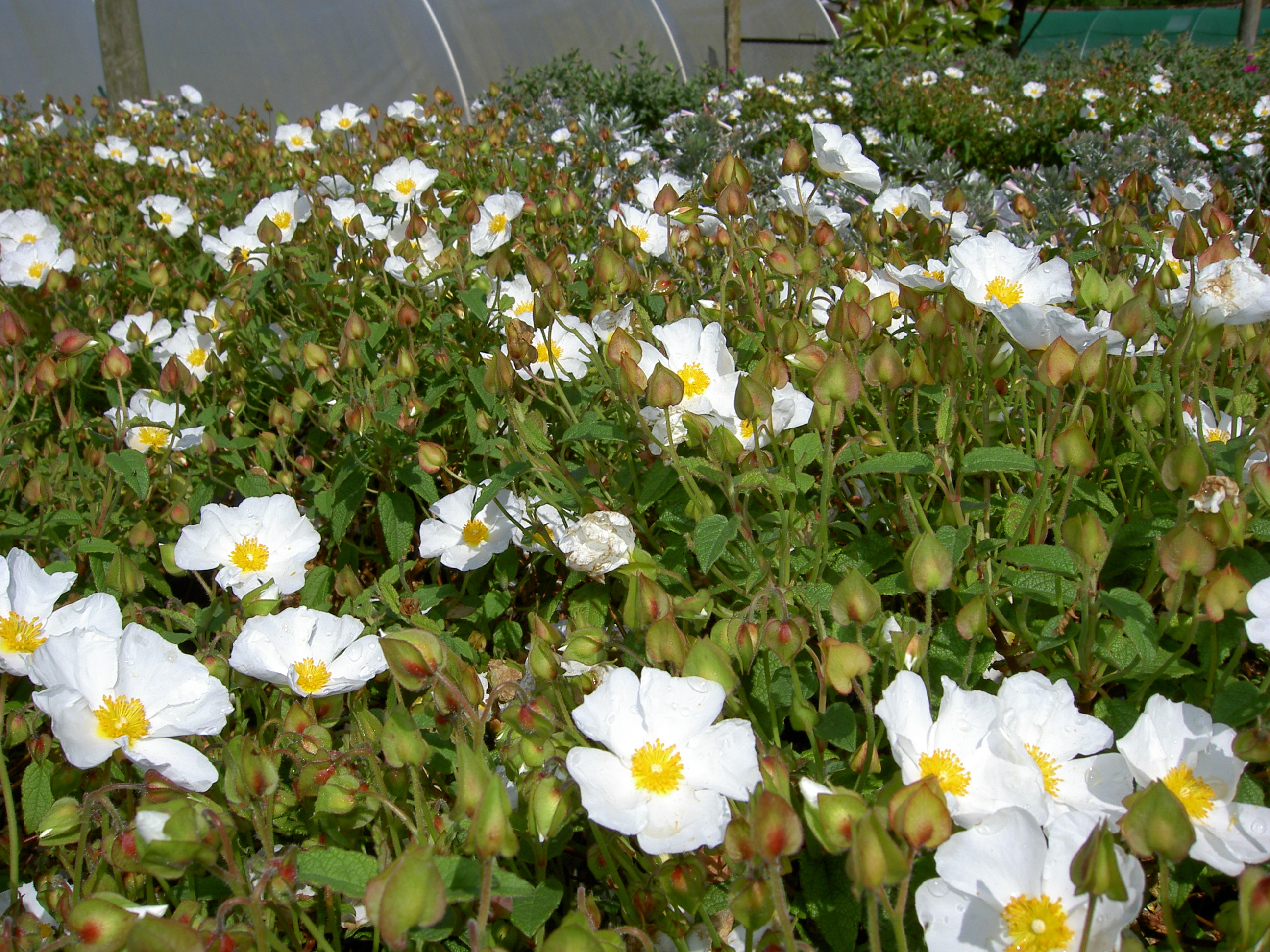 pict0238.jpg
