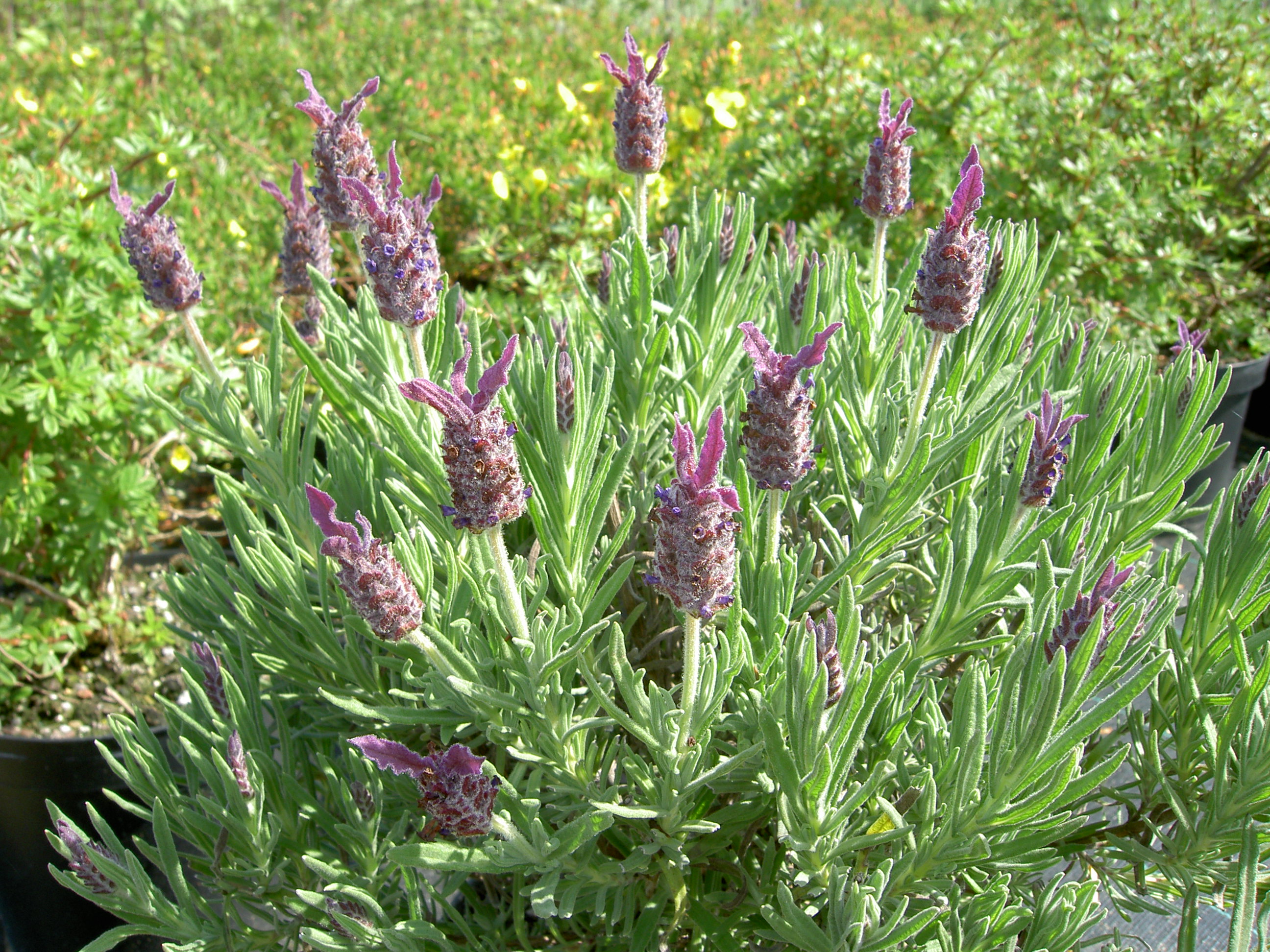 pict0250.jpg