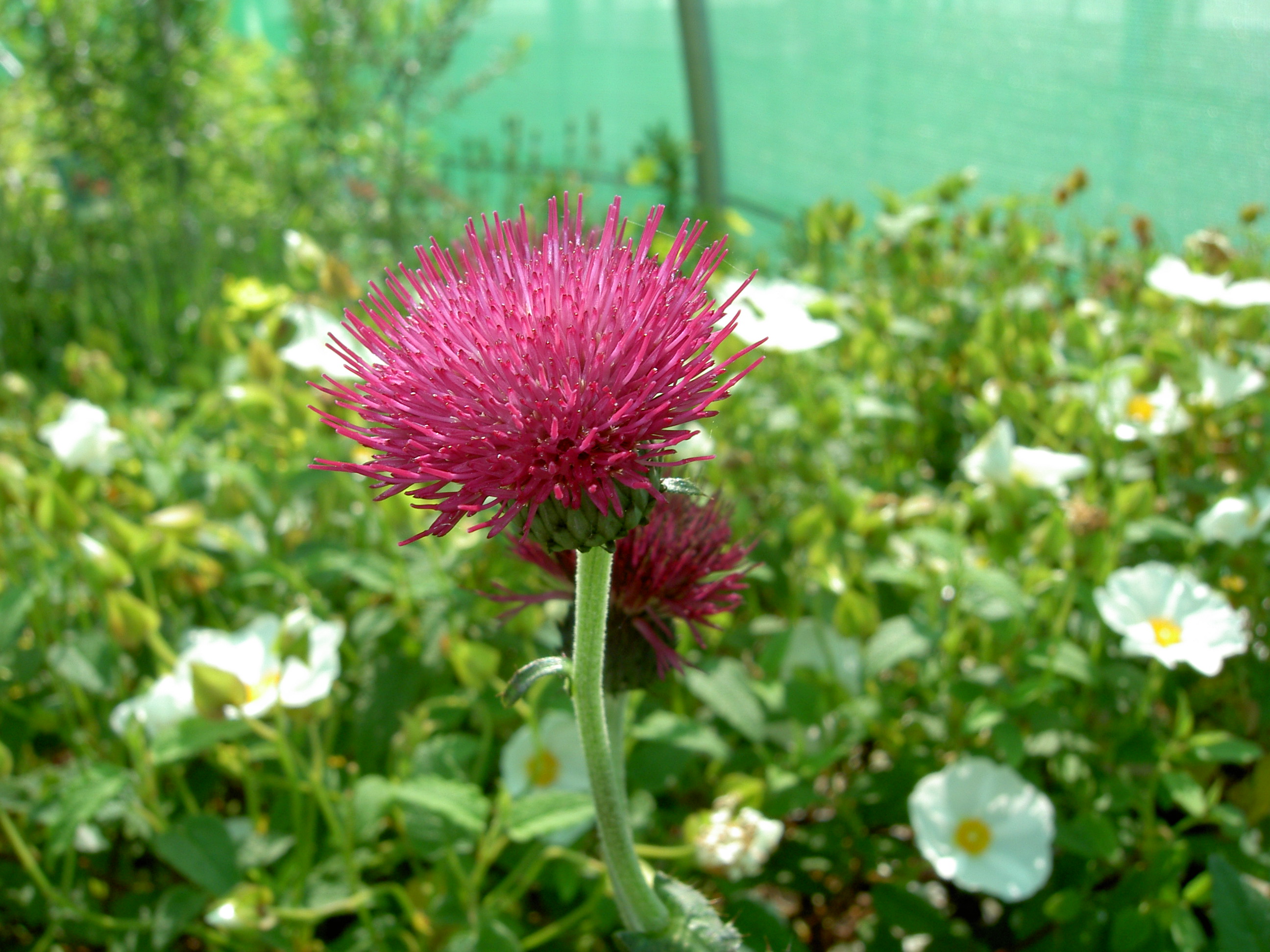 pict0254.jpg