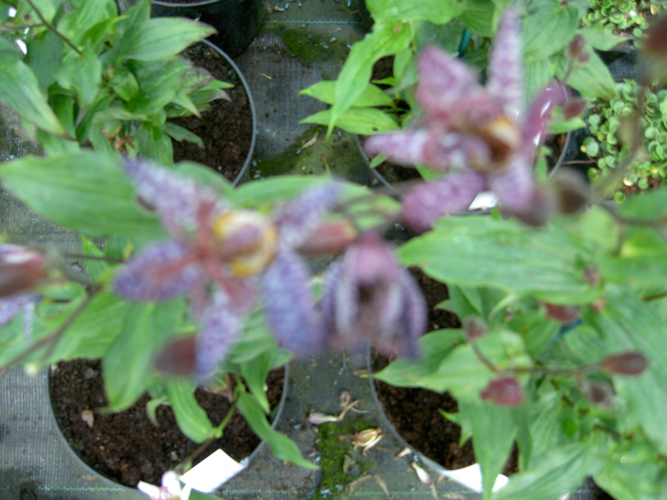 pict0387.jpg
