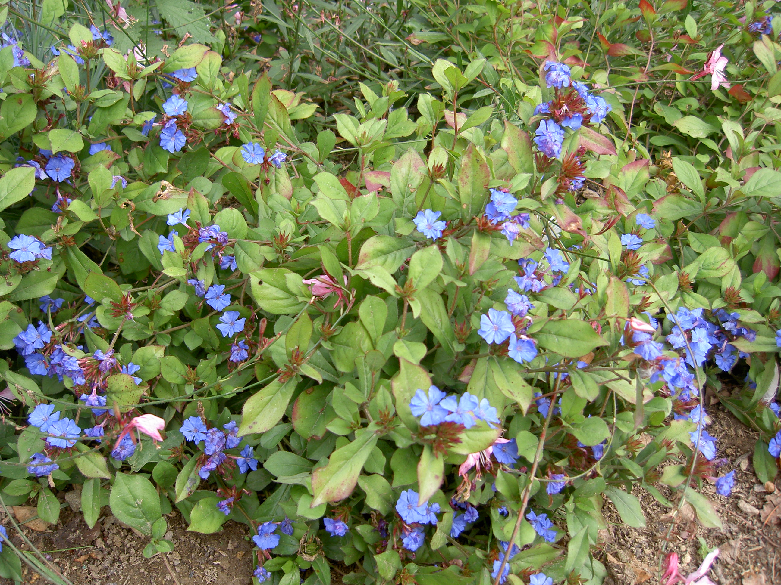 pict0391.jpg