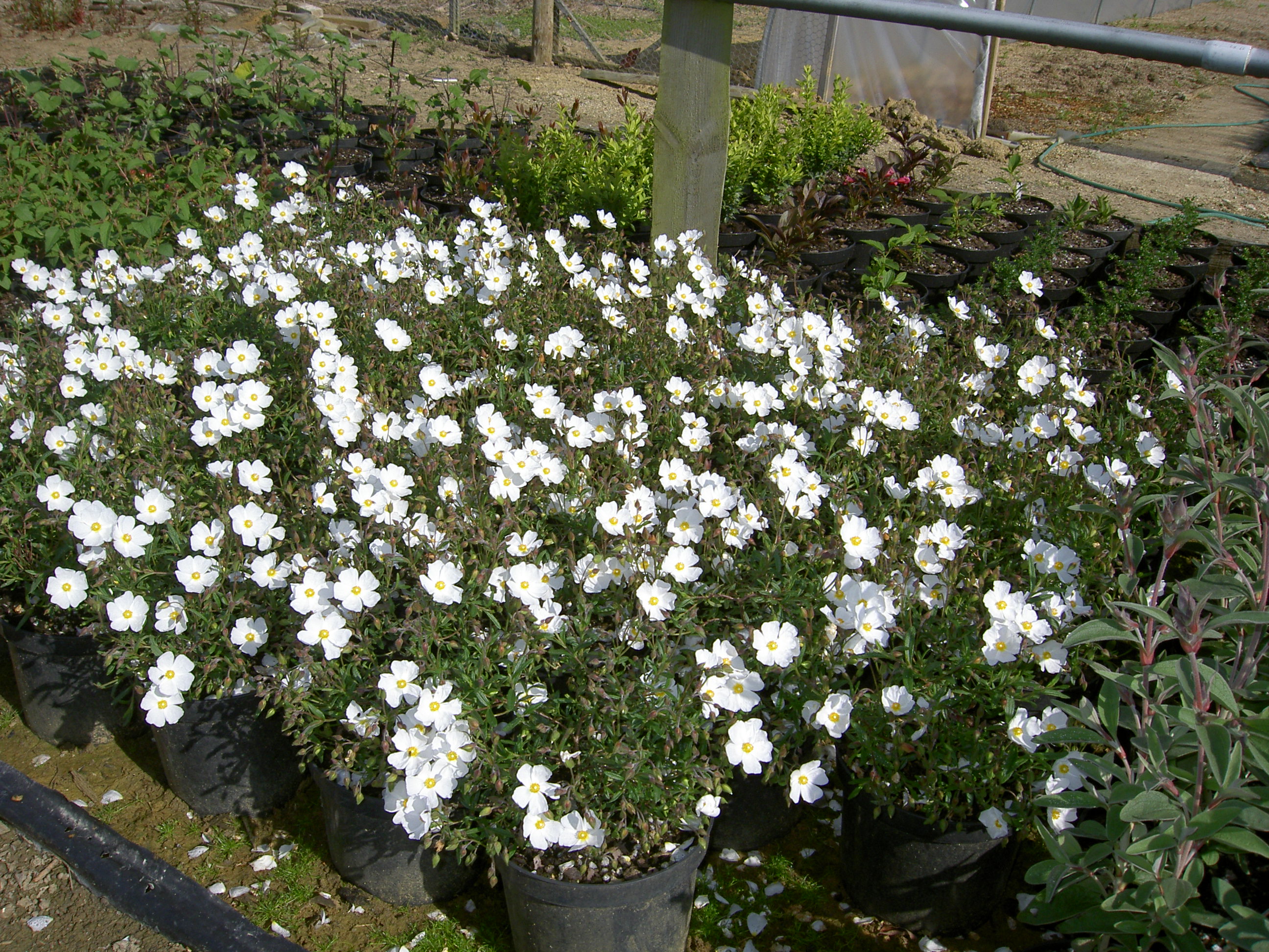 pict0721.jpg
