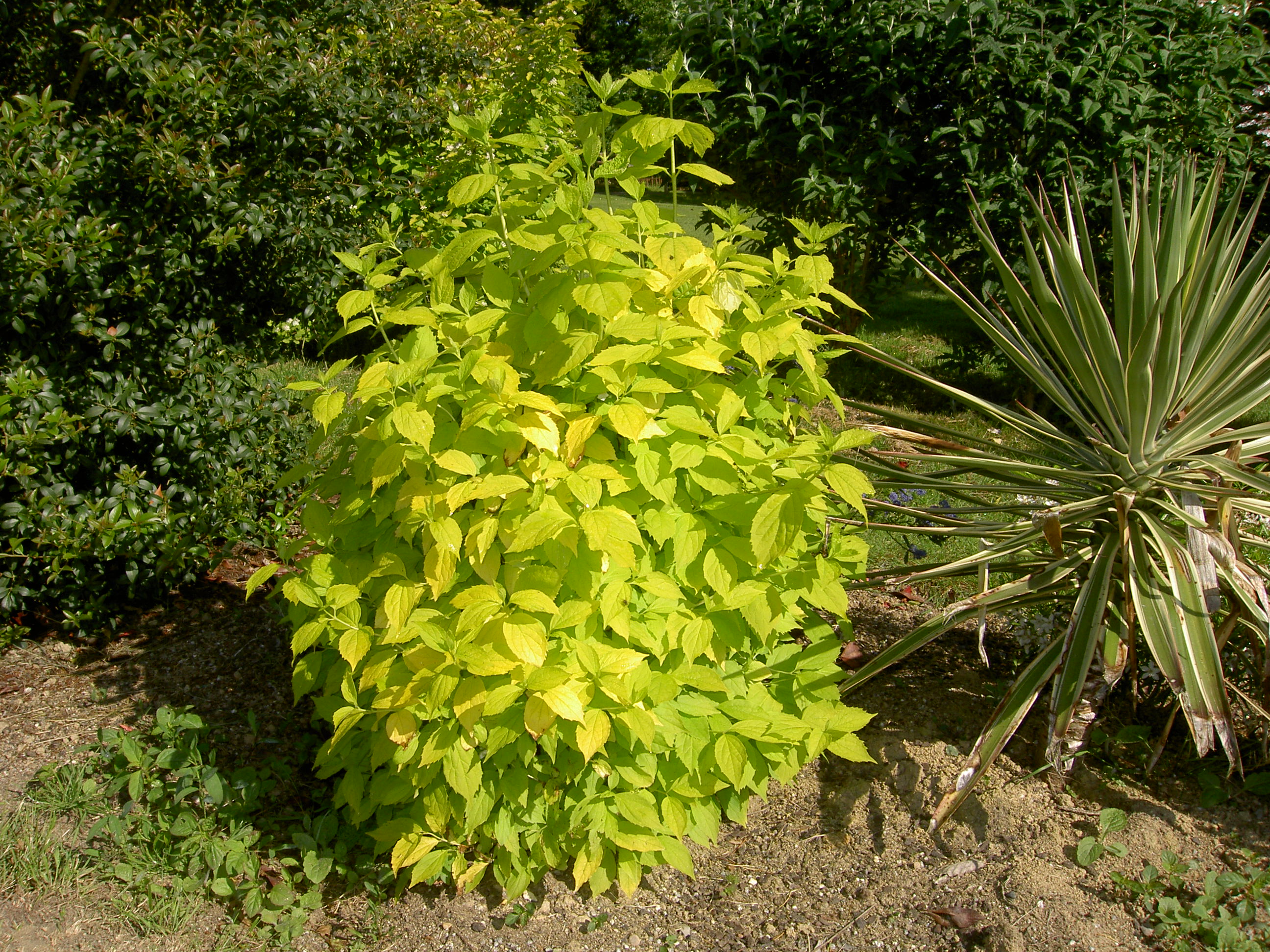 pict0738.jpg